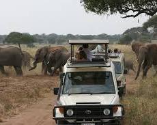 Wildlife adventures