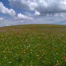 Kitulo national park - park which has all types of flowers